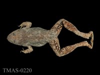 藏品(澤蛙)的圖片